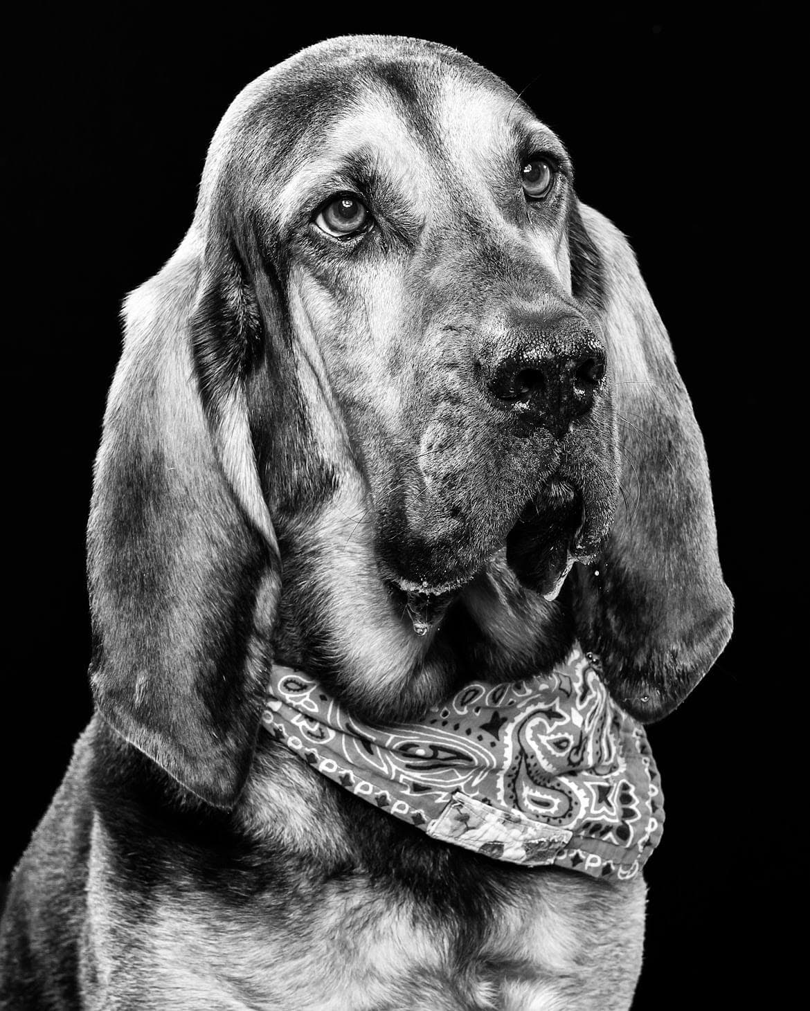 Edward, the dog who inspired Edward's Log