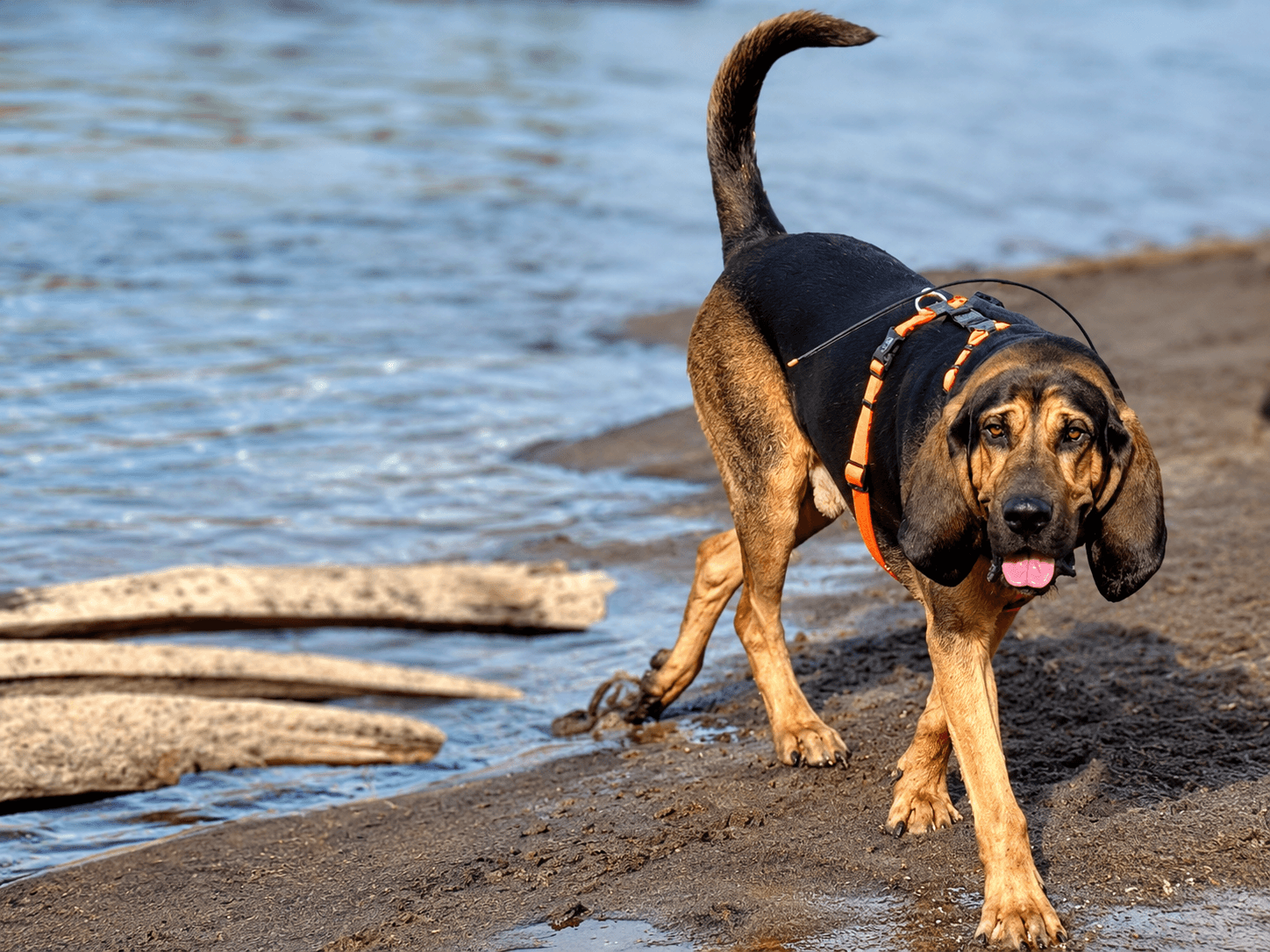 Edward walking on a riverbank